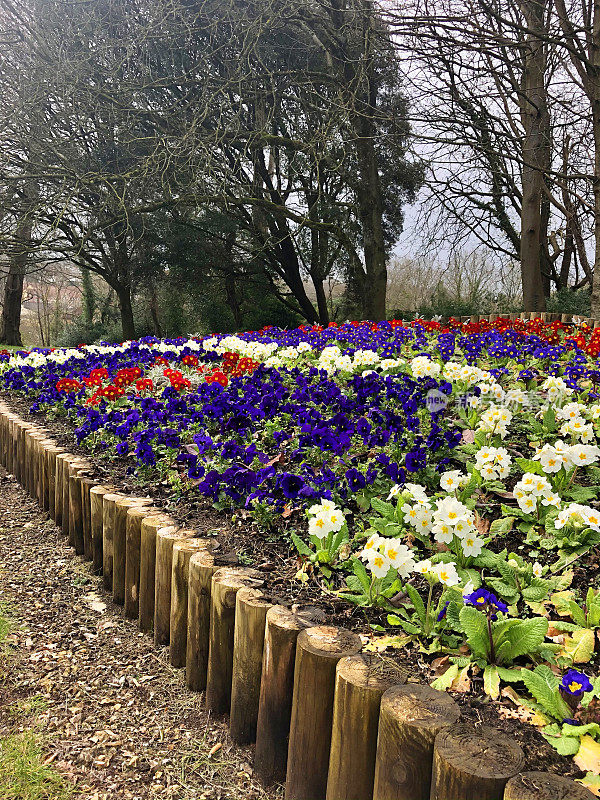 公园花园的冬季花坛上有紫色、白色、红色和黄色的报春花/报春花